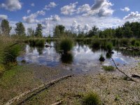 Natural pond  Natural pond under a cloudy summer sky : Drenthe, Netherlands, blauw, blue, bos, bosrand, bosven, clouds, cloudy sky, corporate, creative nature, dwingelderveld, dwingeloo, forest, forest edge, green, groen, heath, heathland, hei, heide, heideterrein, heideveld, holland, lake, landscape, landschap, marsh, meer, meertje, mirroring, moeras, moor, moorland, natura 2000, nature, natuur, natuurgebied, nederland, poel, pond, reflection, rudmer zwerver, spiegeling, summer, vegetatie, vegetation, ven, water, waterfront, waterkant, weerspiegeling, westerveld, white, wit, wolken, wolkenlucht, zomer